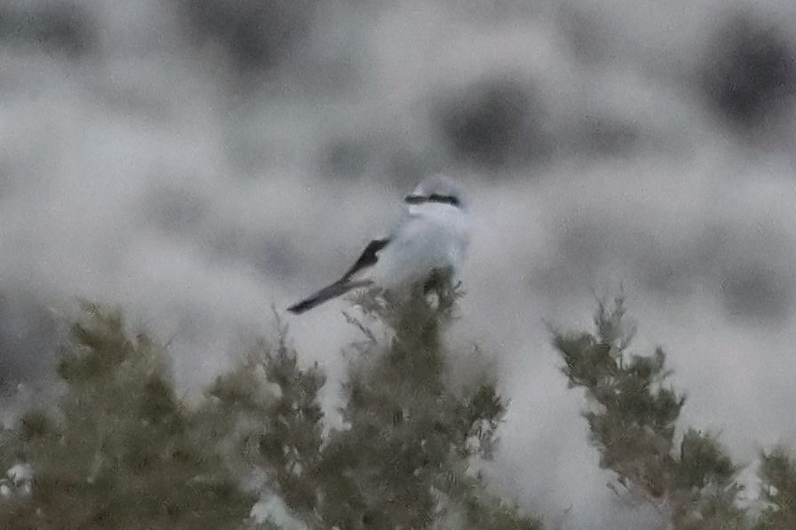 Northern Shrike - ML612245488