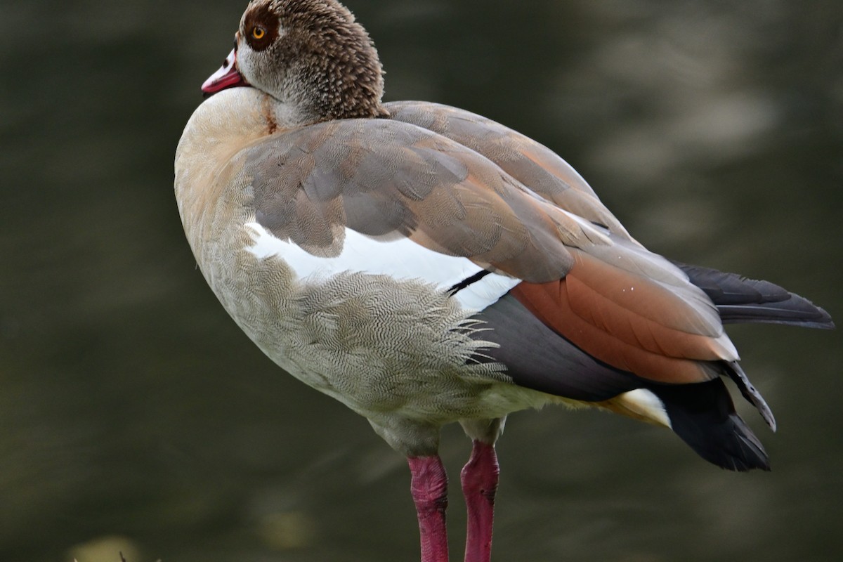 Egyptian Goose - Sharon Broniatowski