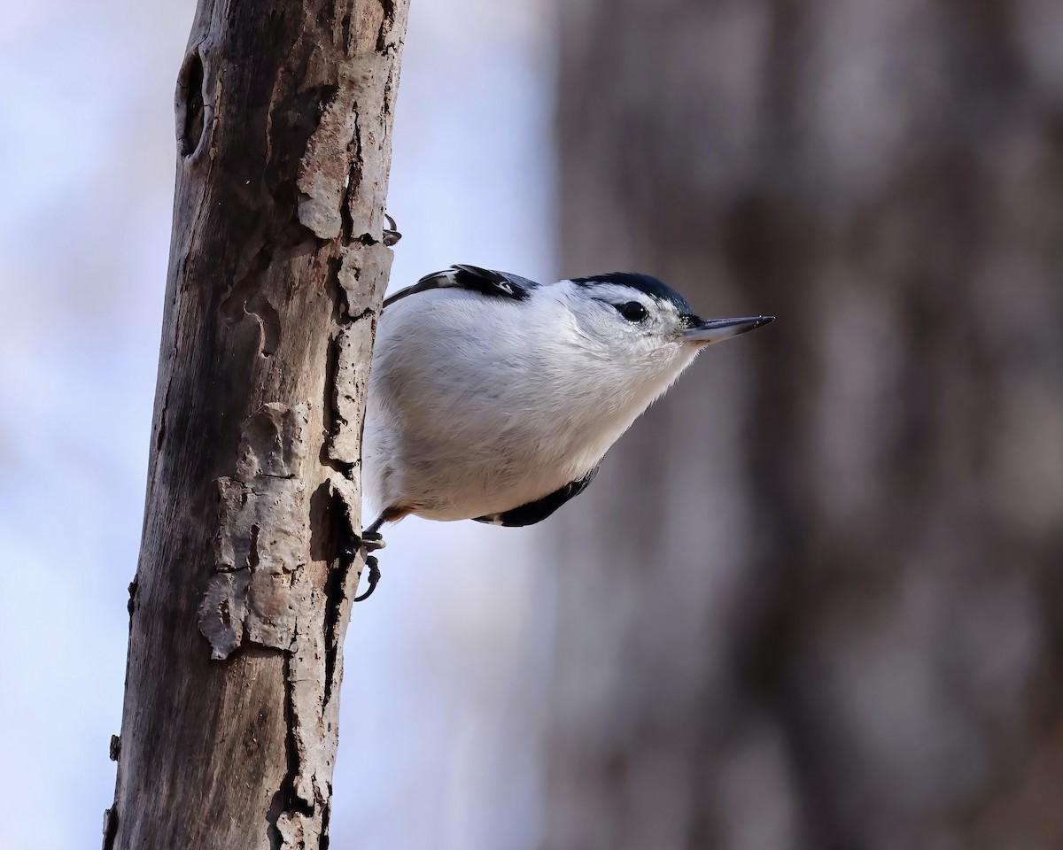 White-breasted Nuthatch - Debbie Kosater