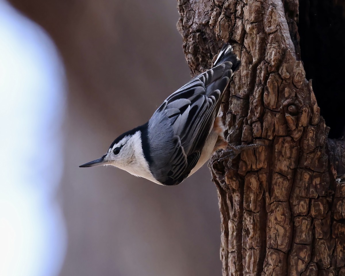 White-breasted Nuthatch - Debbie Kosater