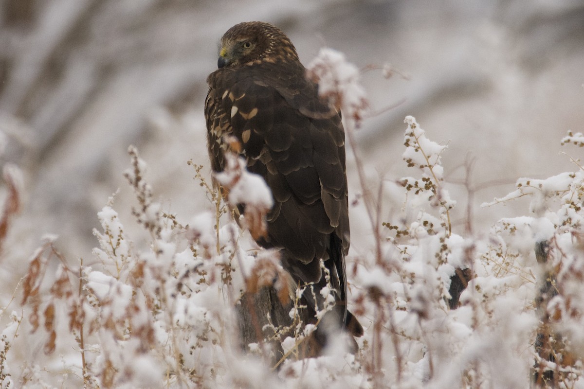 Northern Harrier - ML612245650