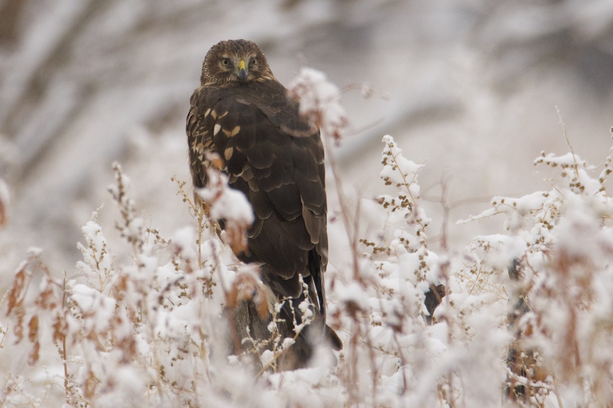 Northern Harrier - ML612245651