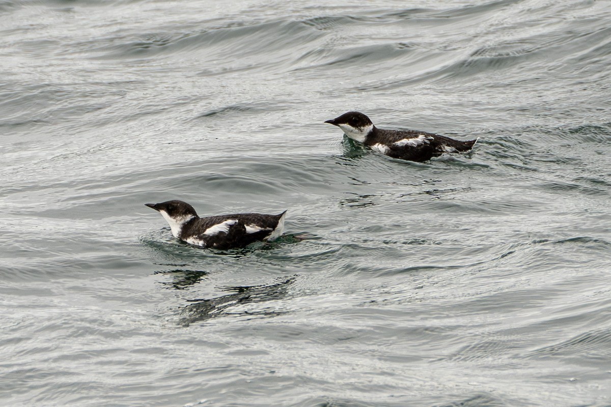 Marbled Murrelet - ML612245709