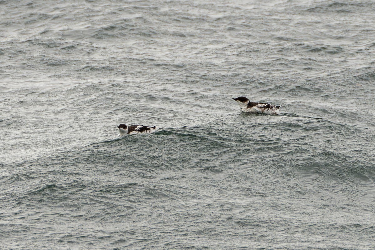 Marbled Murrelet - ML612245710