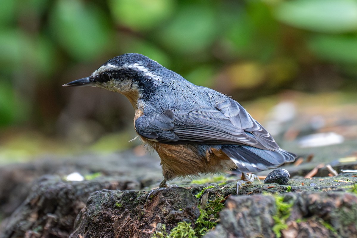 Red-breasted Nuthatch - Breck Haining