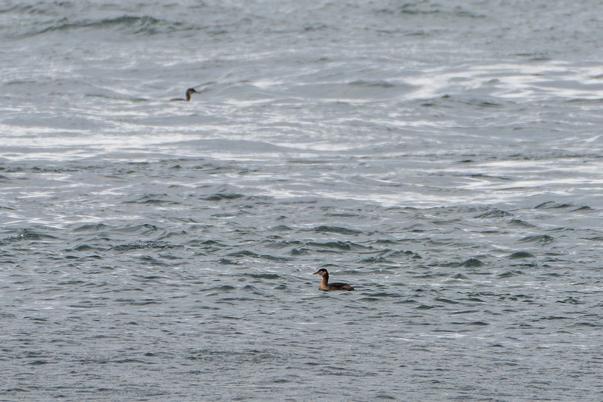 Red-necked Grebe - Breck Haining