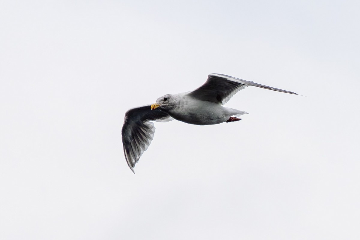 Glaucous-winged Gull - Breck Haining