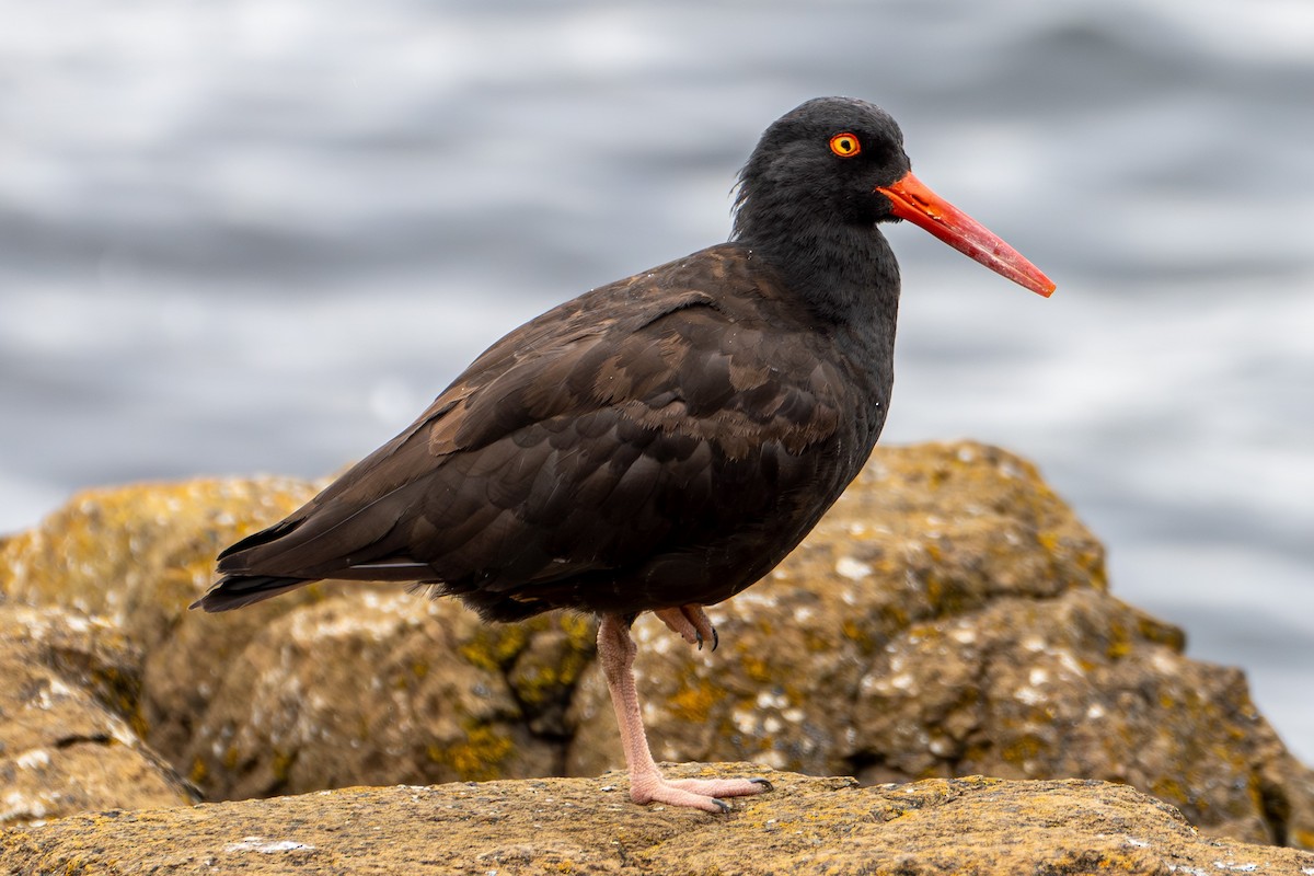 Black Oystercatcher - Breck Haining