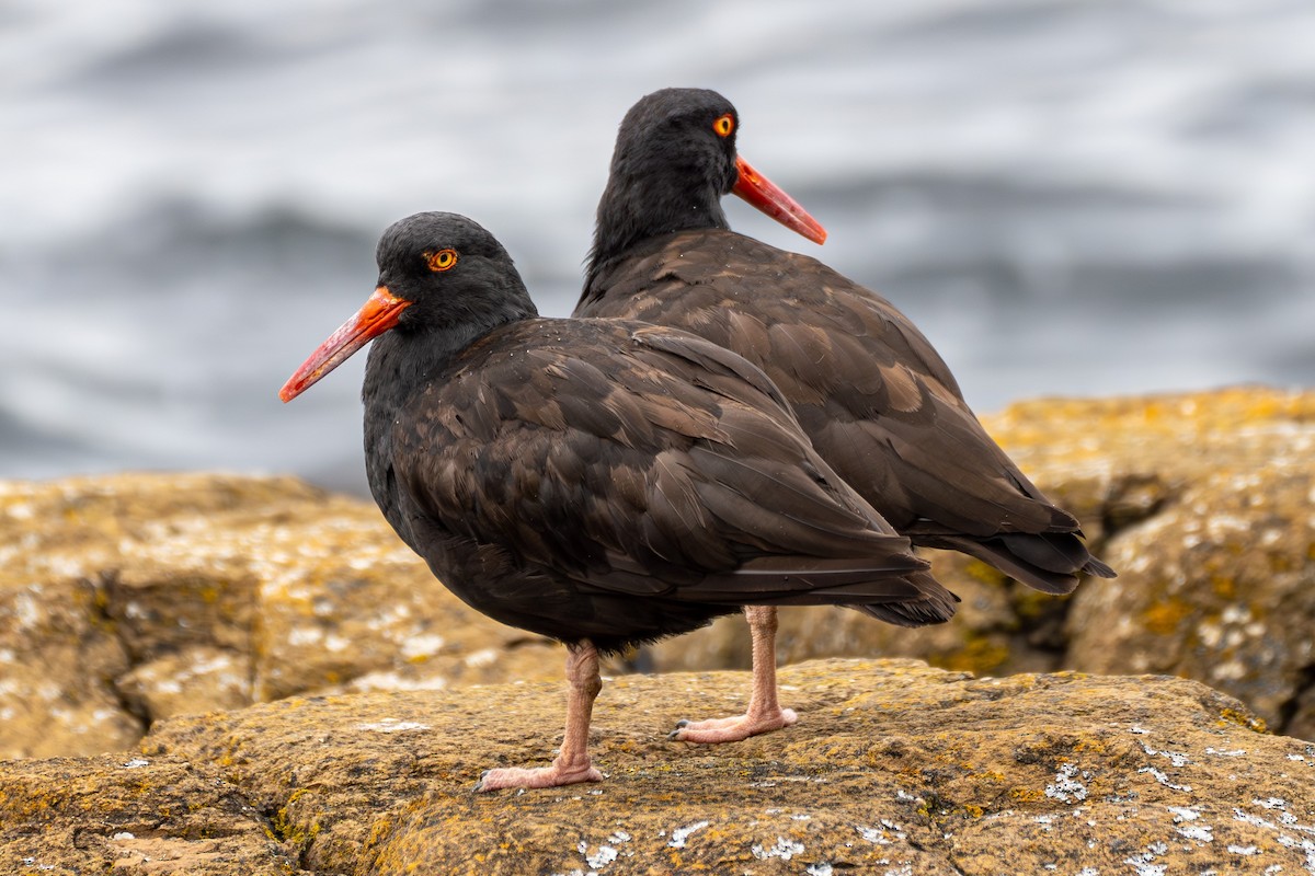 Black Oystercatcher - Breck Haining