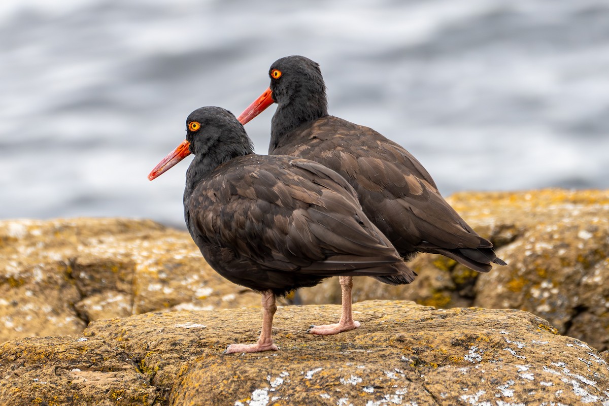 Black Oystercatcher - Breck Haining