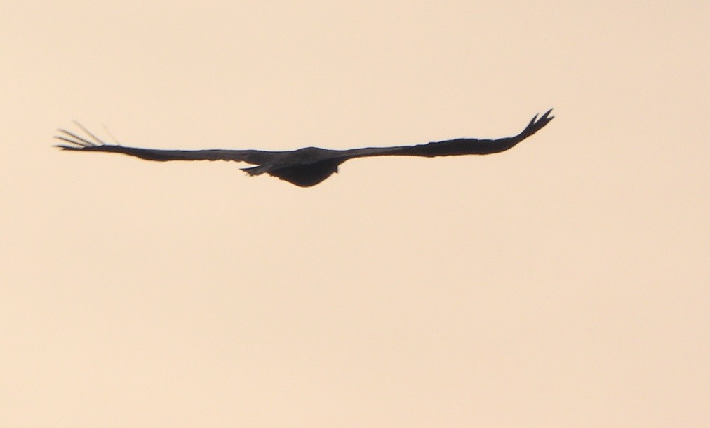 Цагаан сүүлт нөмрөг бүргэд - ML612245812