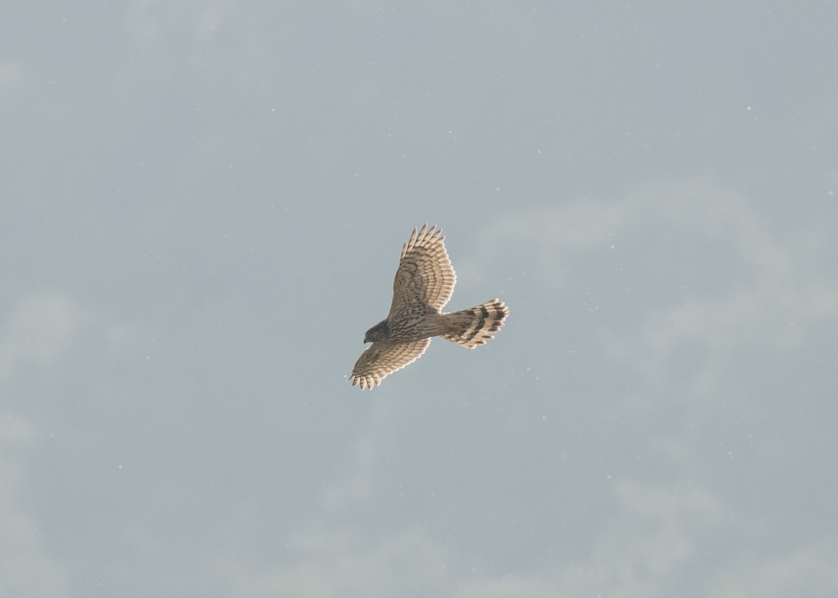 Eurasian Goshawk - ML612245819