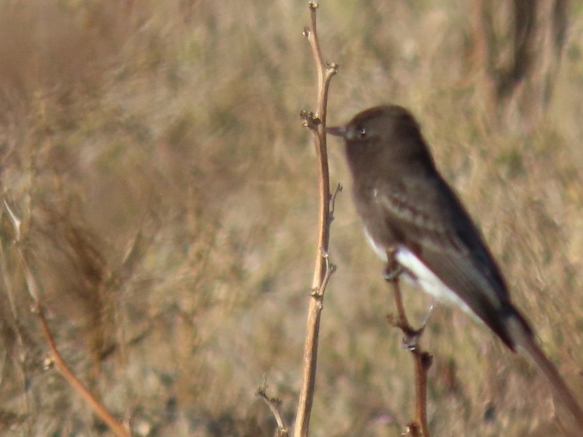 Black Phoebe - ML612245853