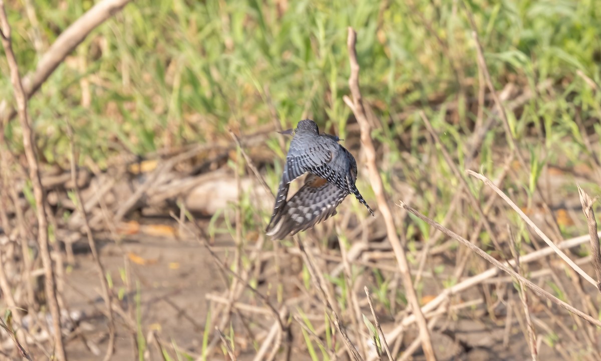 Ringed Kingfisher (Northern) - ML612245862