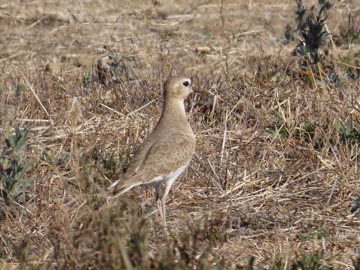 Mountain Plover - Tom Edell