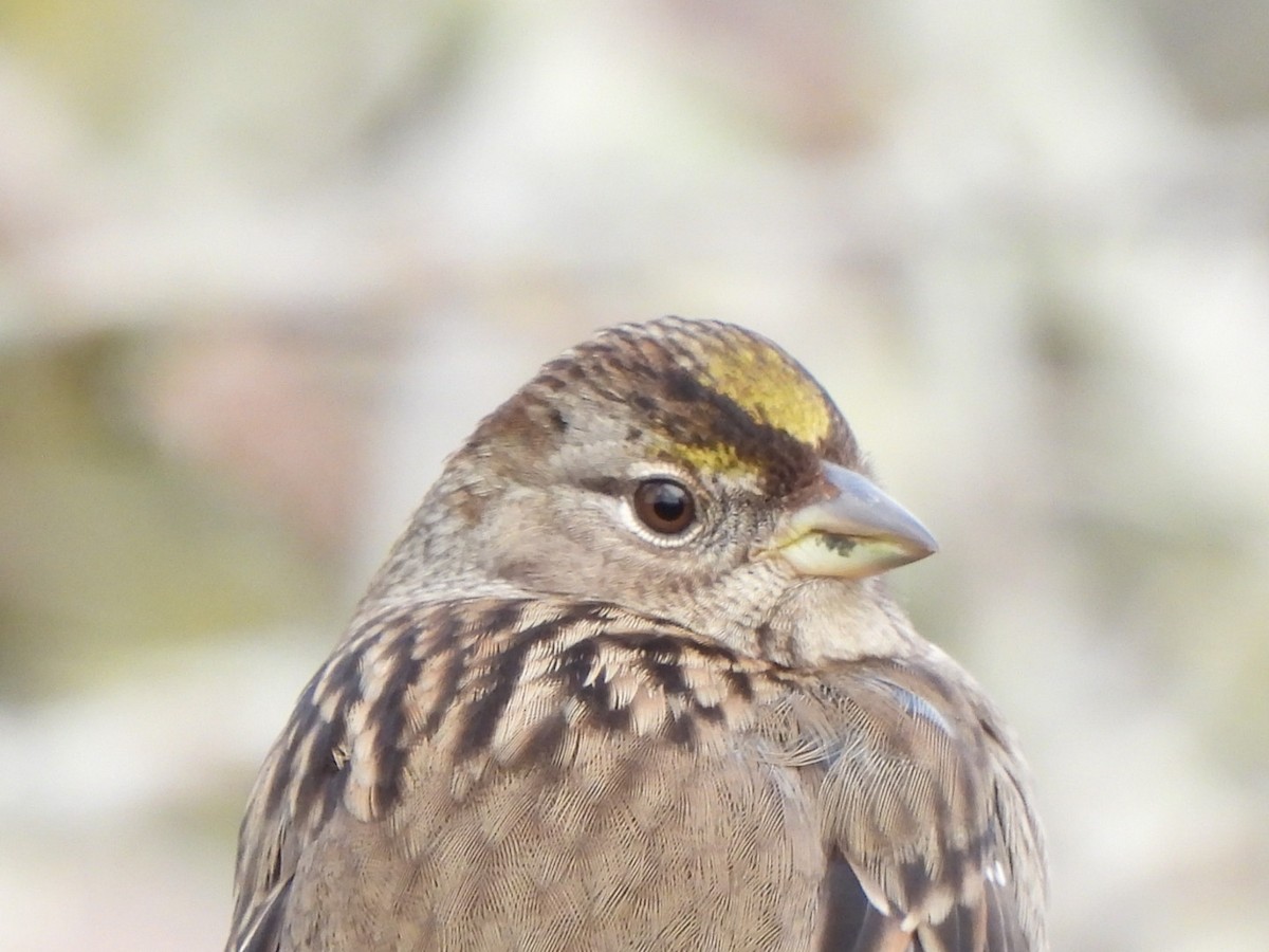 Golden-crowned Sparrow - ML612246125