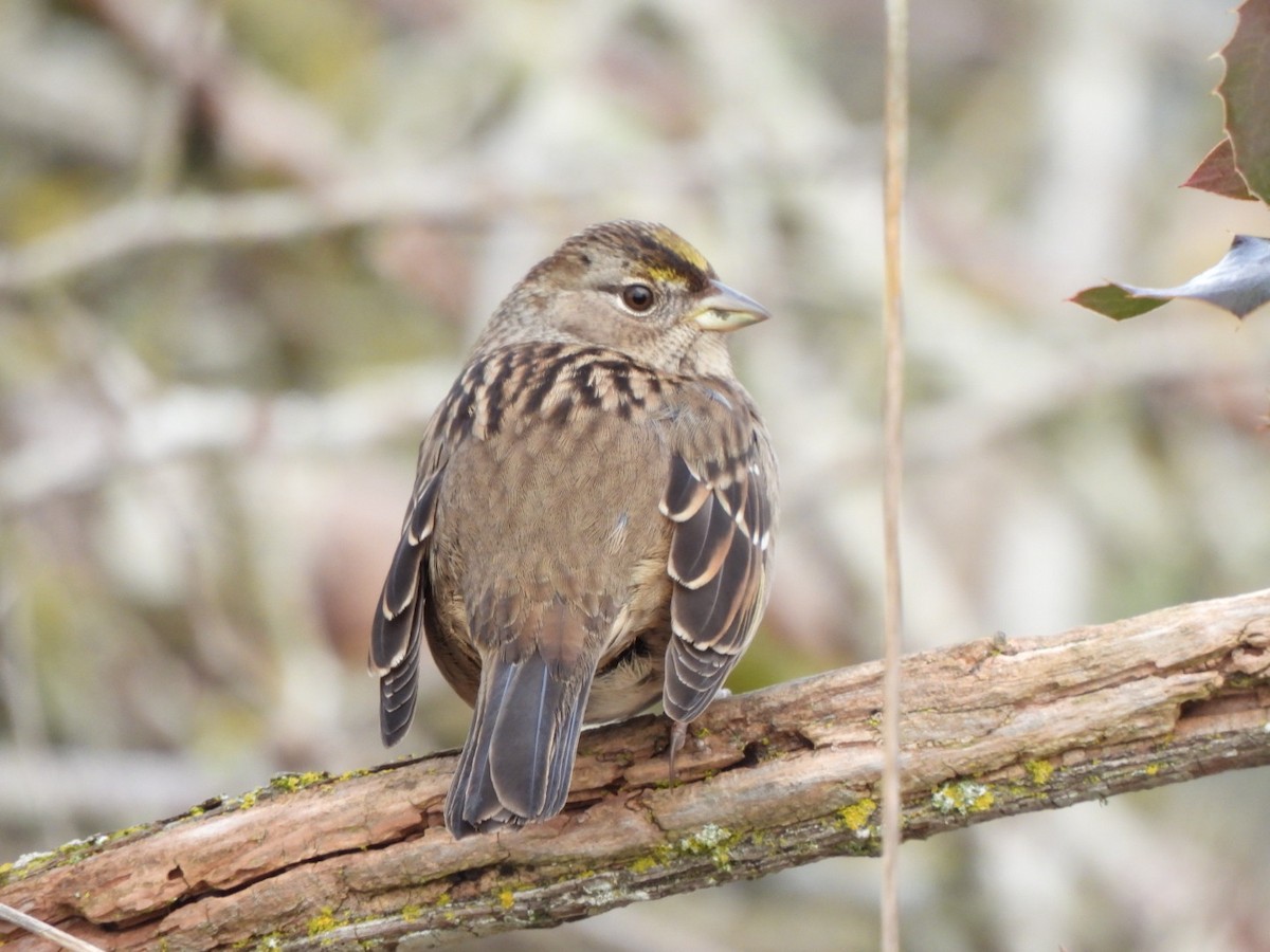 Golden-crowned Sparrow - Rebecca  Hart