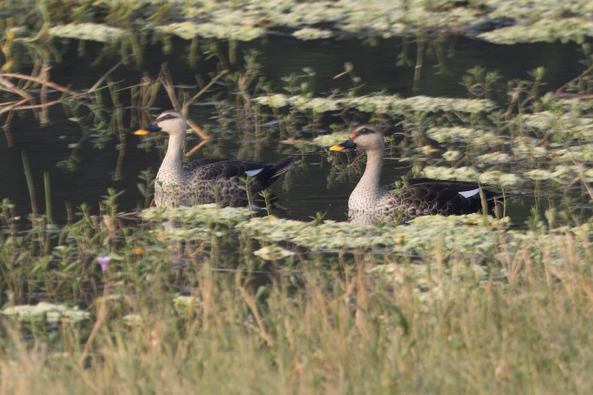 Indian Spot-billed Duck - ML612246662