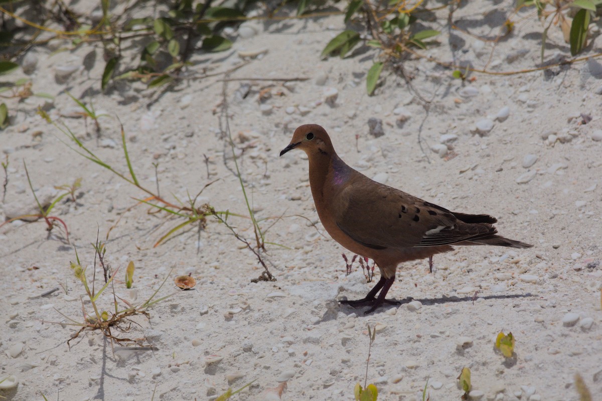 Zenaida Dove - ML612246736