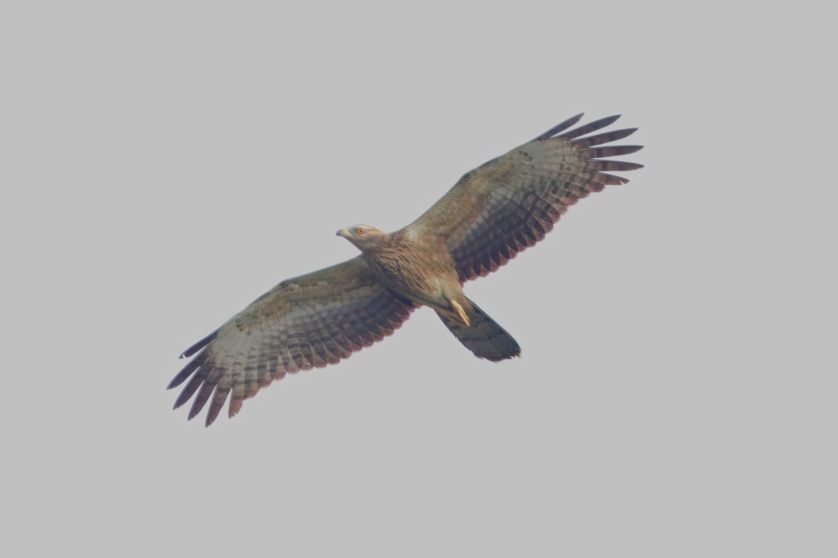 Oriental Honey-buzzard - ML612246767