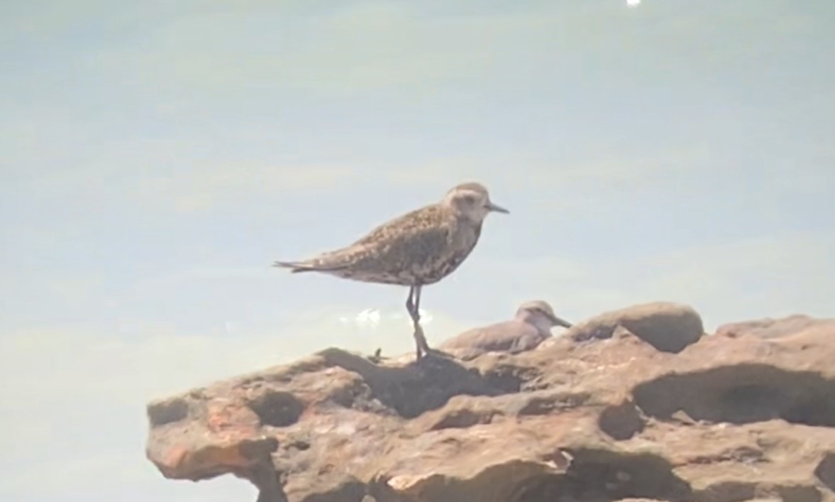 American Golden-Plover - ML612246771