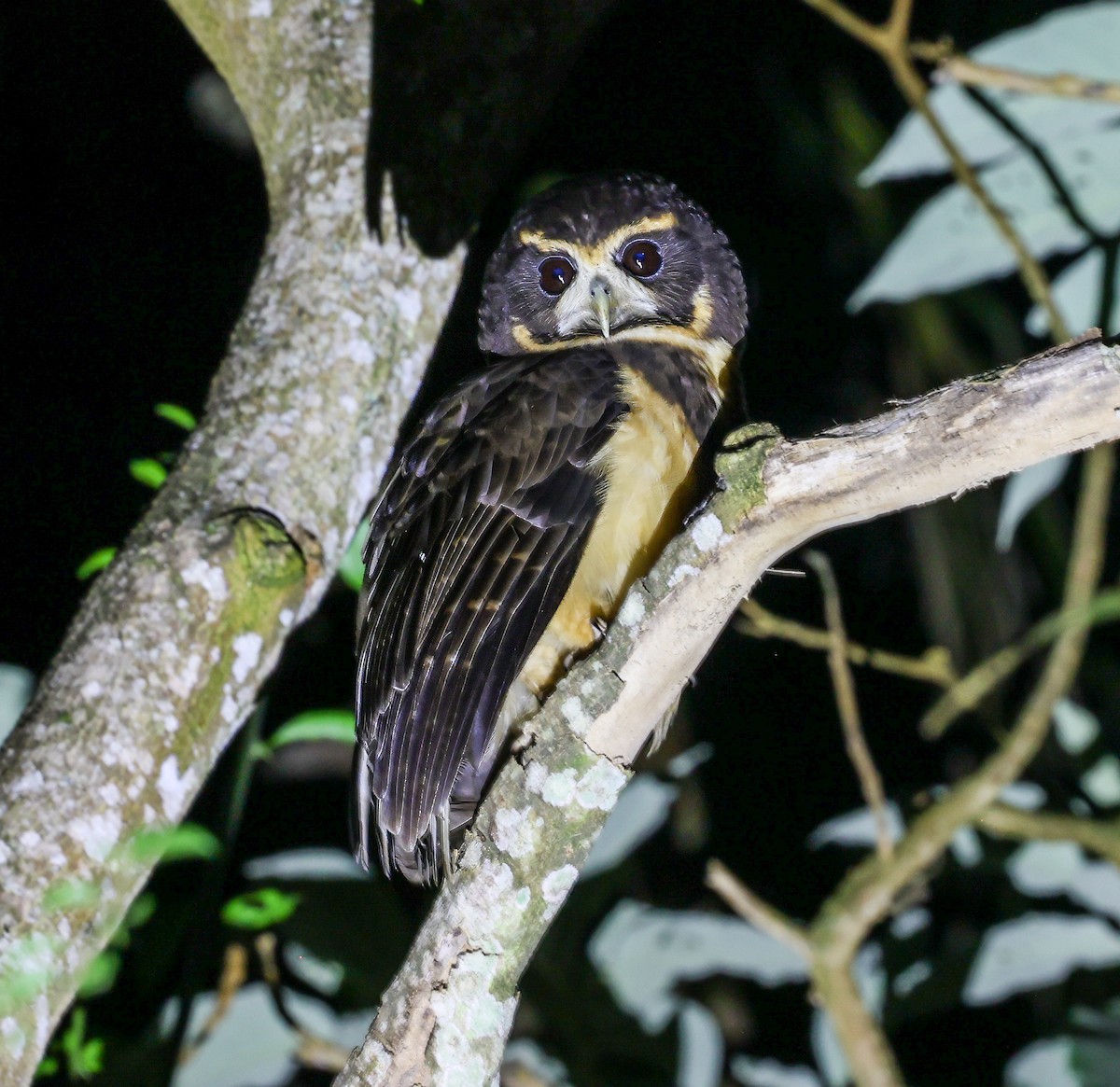 Tawny-browed Owl - Carlos Roberto Chavarria