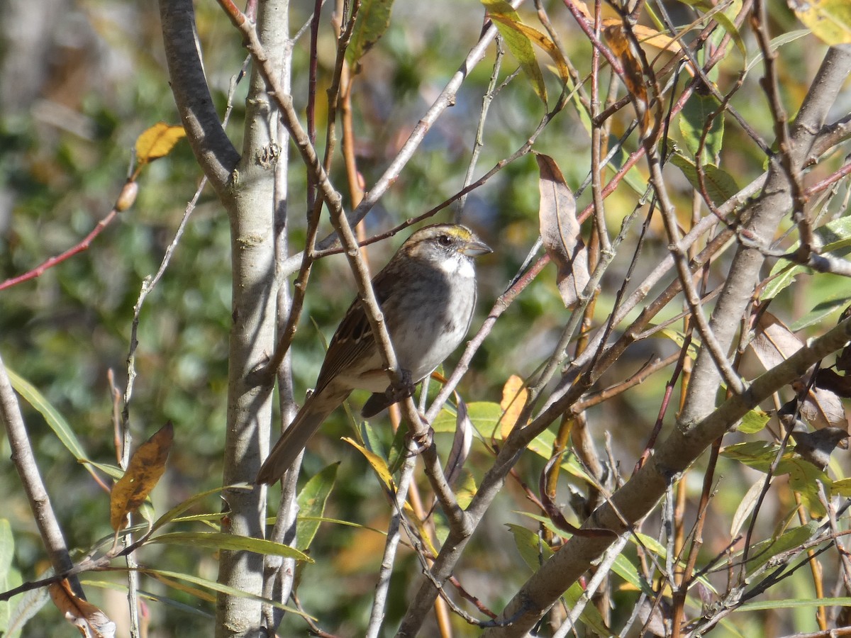 White-throated Sparrow - ML612246788