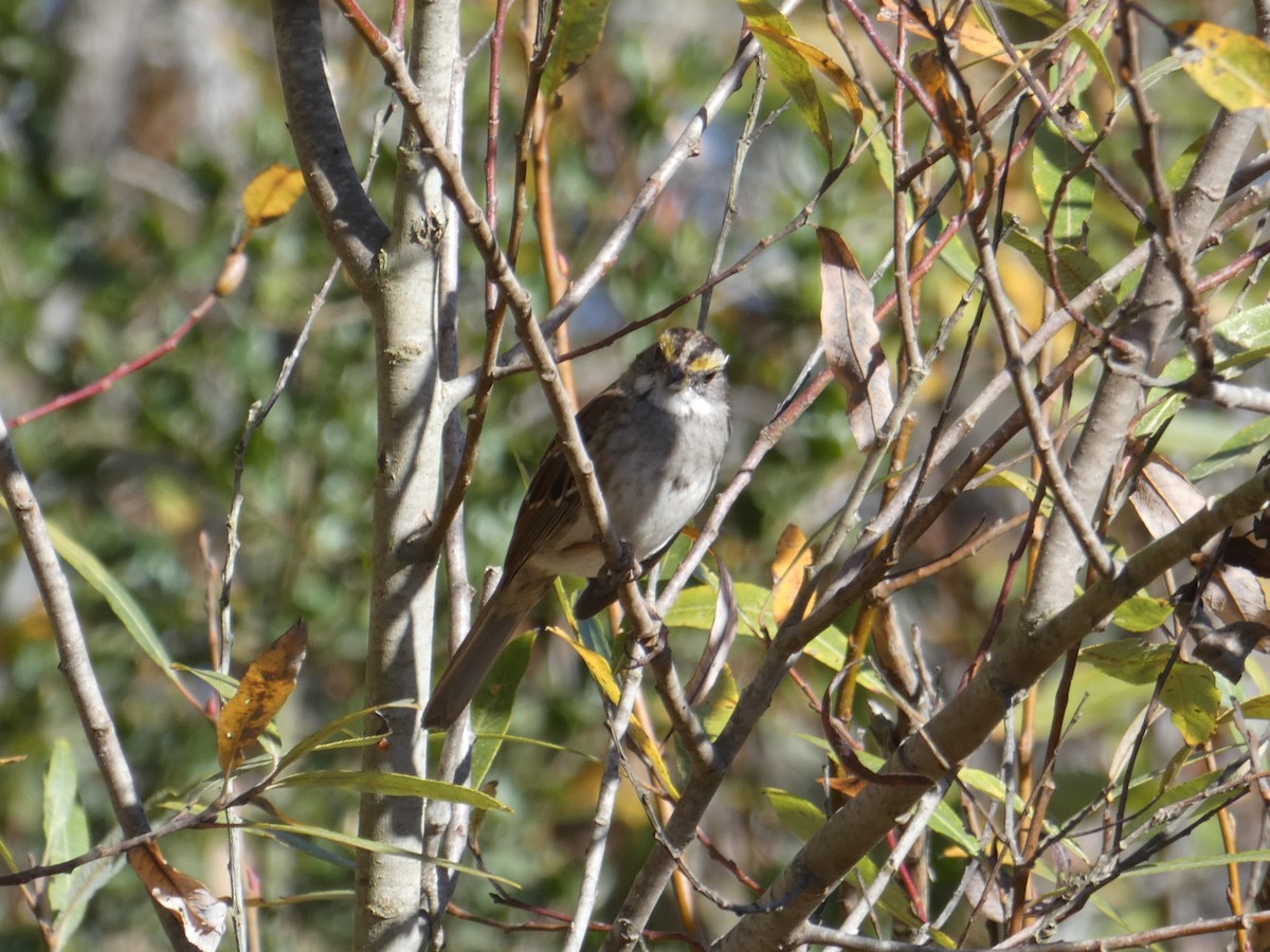 White-throated Sparrow - ML612246791