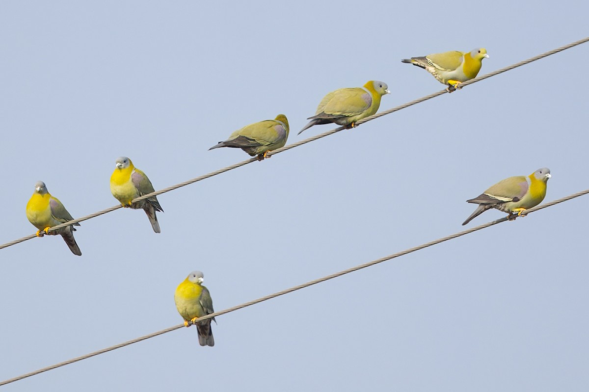 Yellow-footed Green-Pigeon - ML612246821