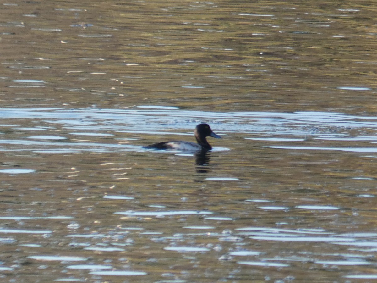 Greater Scaup - ML612246831