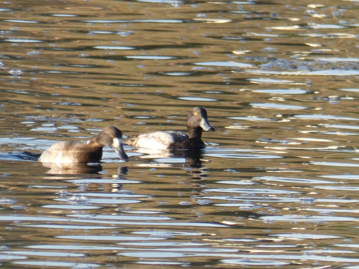 Greater Scaup - ML612246832