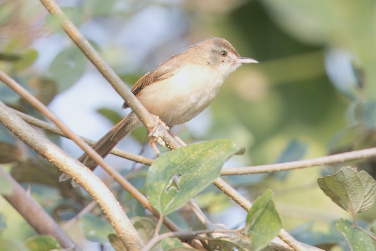 Clamorous Reed Warbler - ML612246865