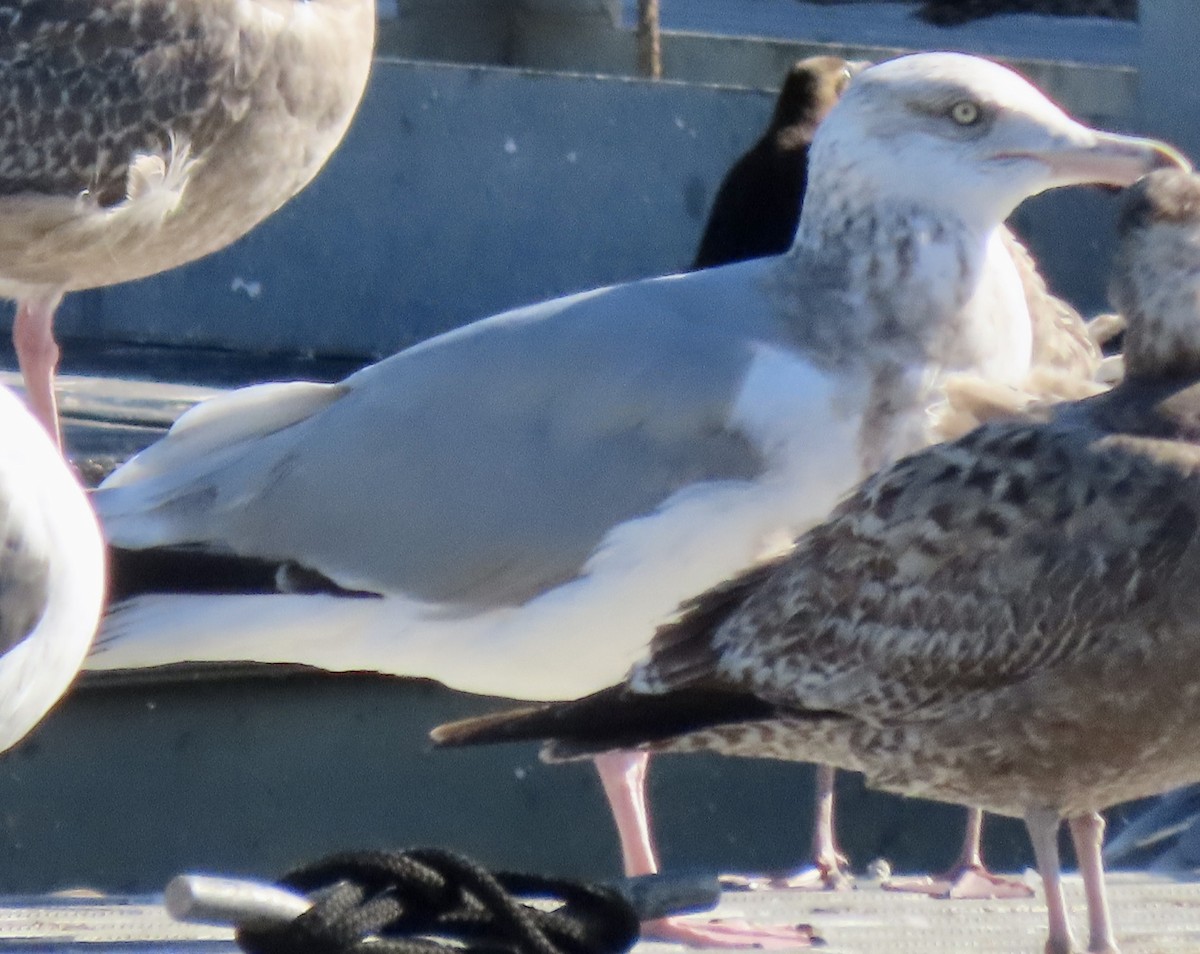 Gaviota Argéntea - ML612246894