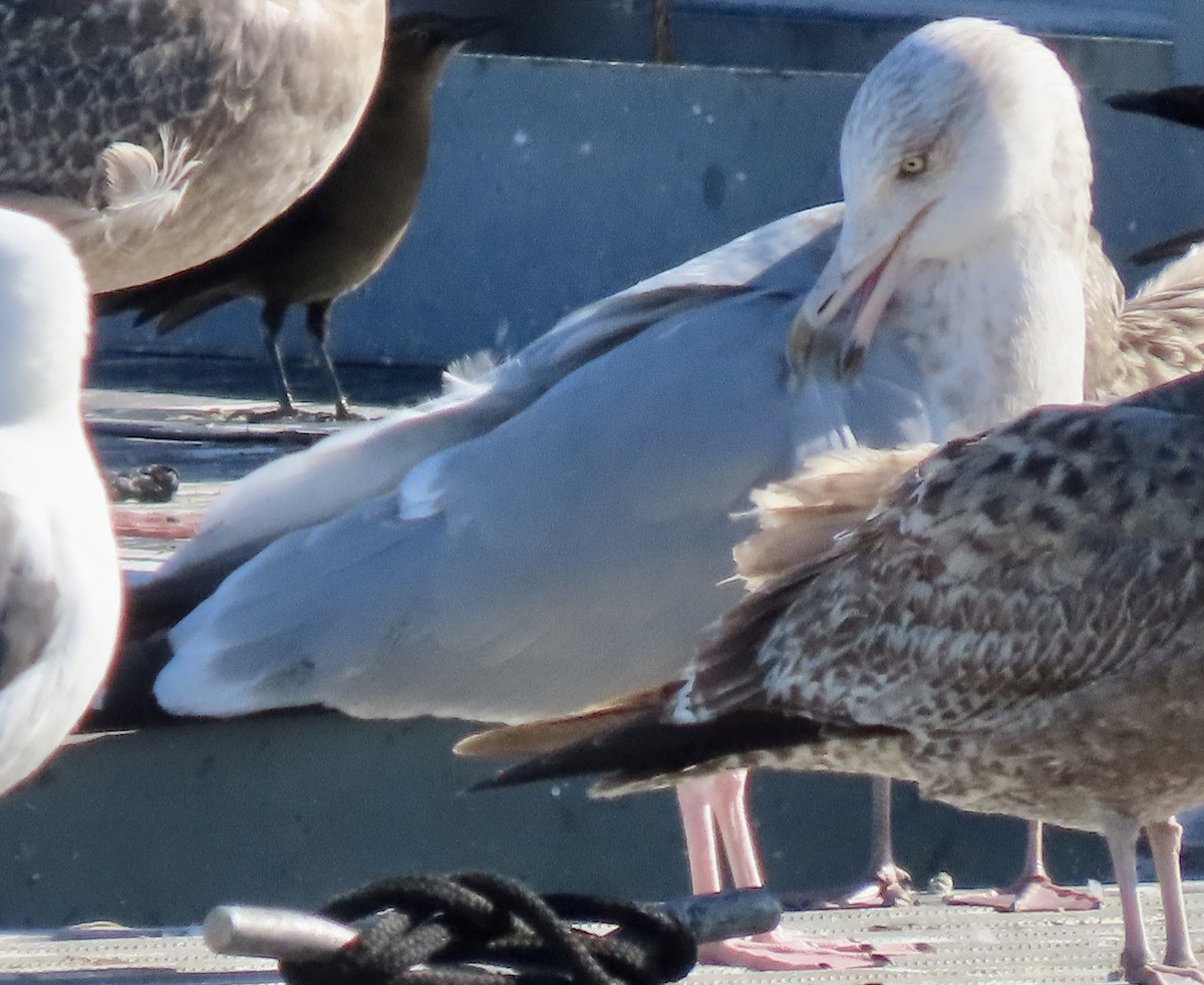 Gaviota Argéntea - ML612246895