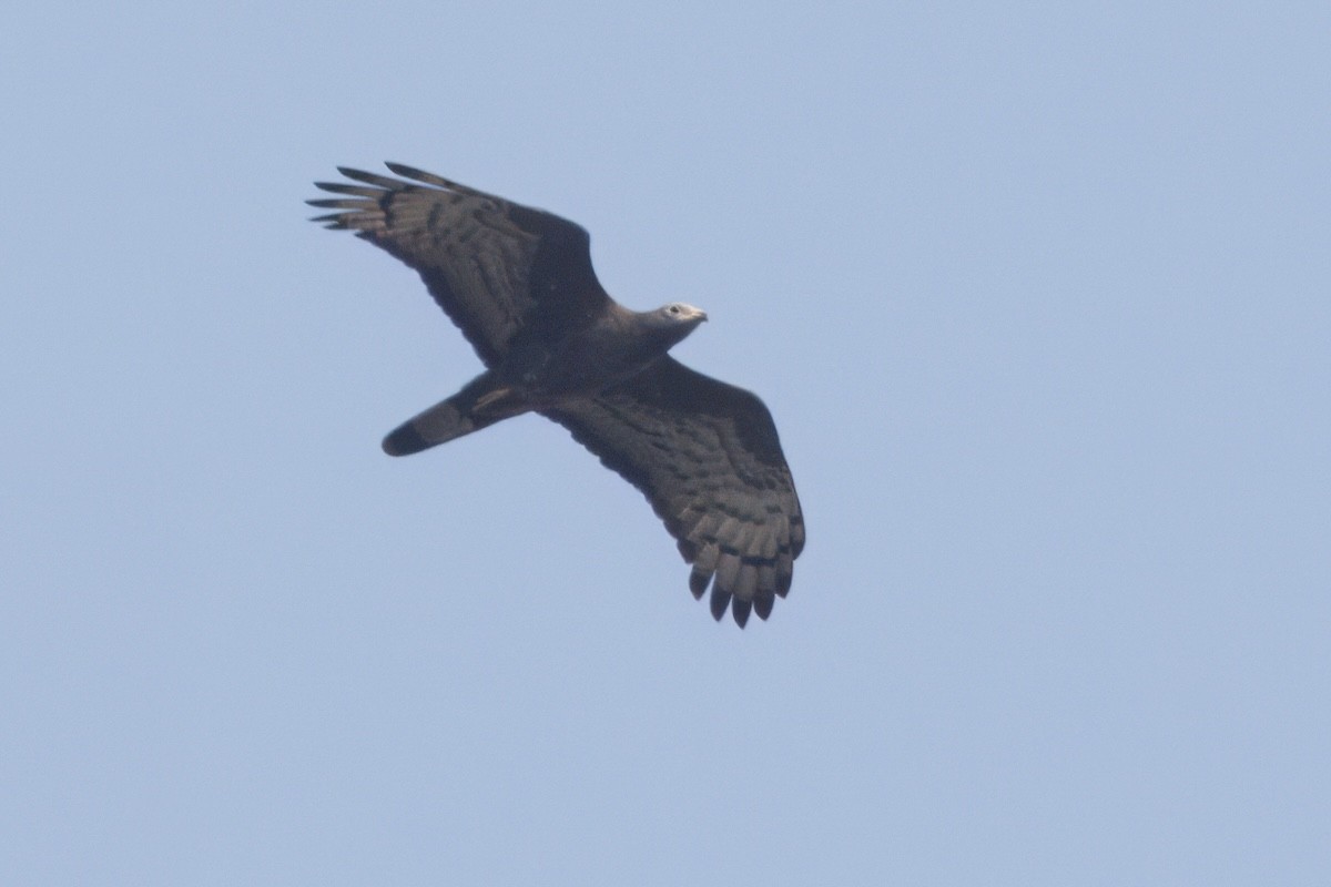 Oriental Honey-buzzard - ML612246944