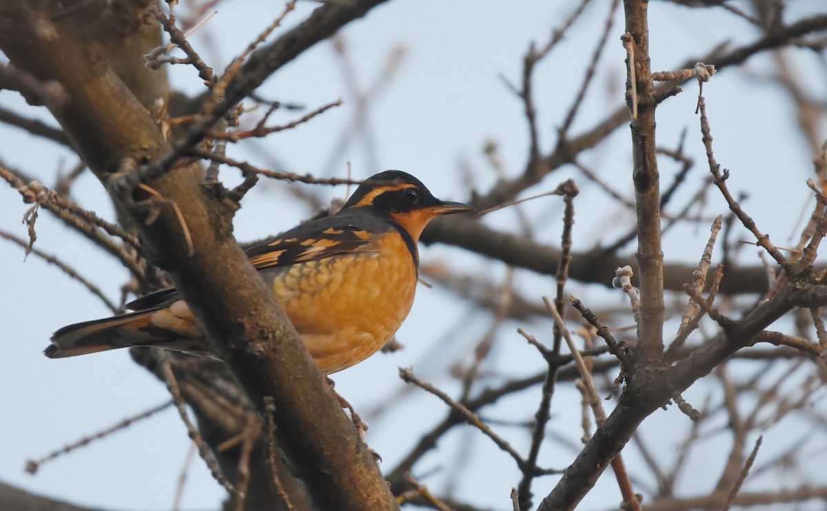 Varied Thrush - Christopher Lindsey