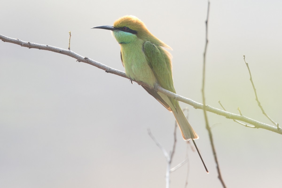 Asian Green Bee-eater - Soham Mehta