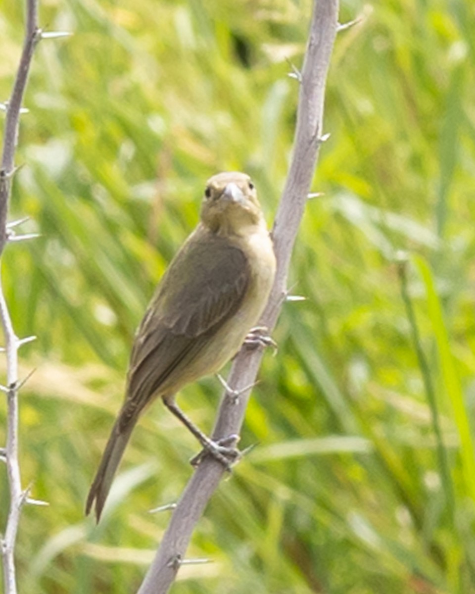 Painted Bunting - ML612247063