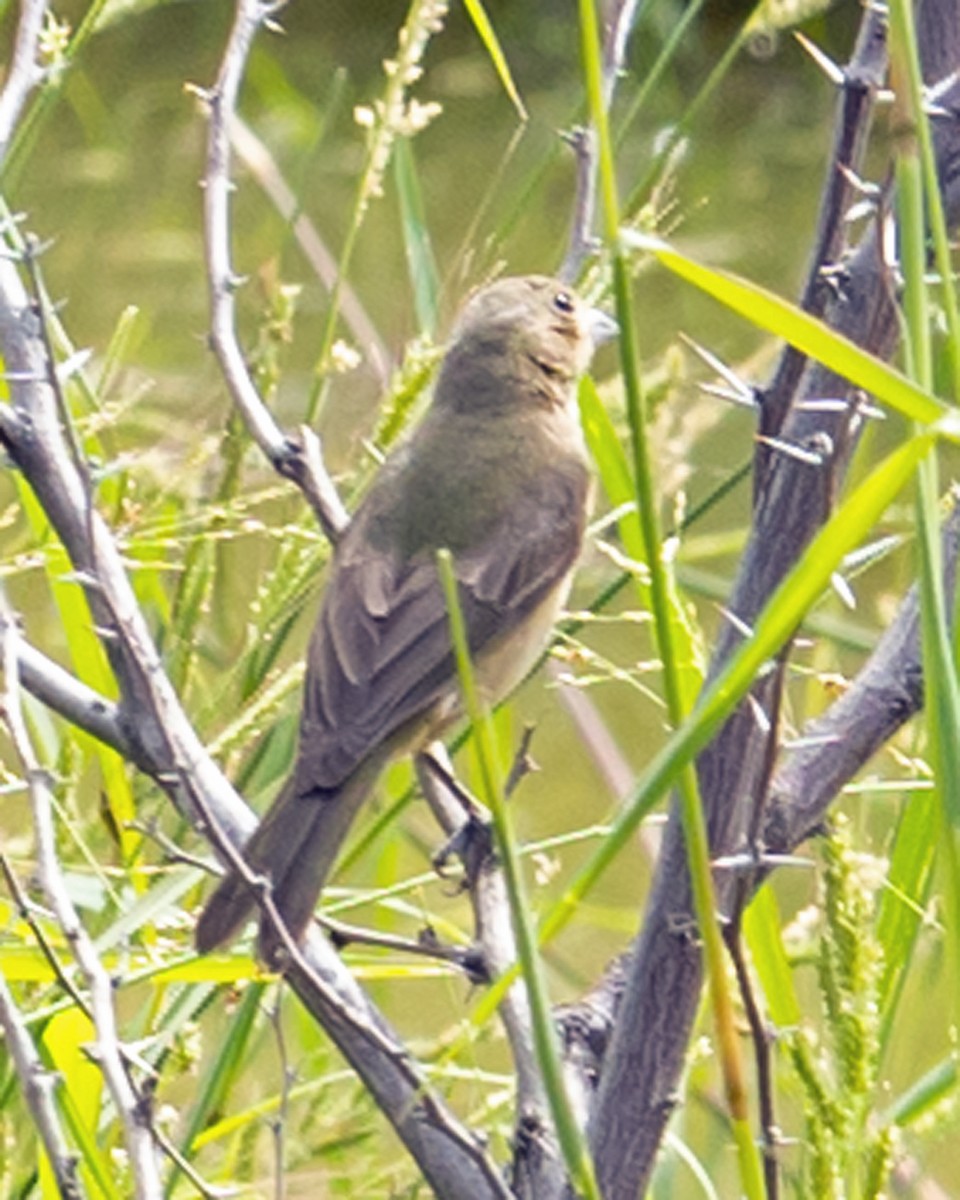 Painted Bunting - ML612247064