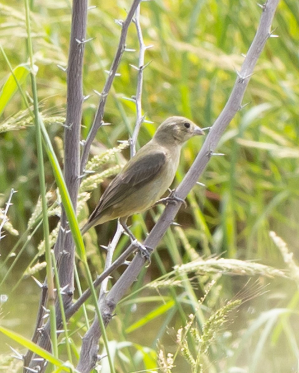 Painted Bunting - ML612247065