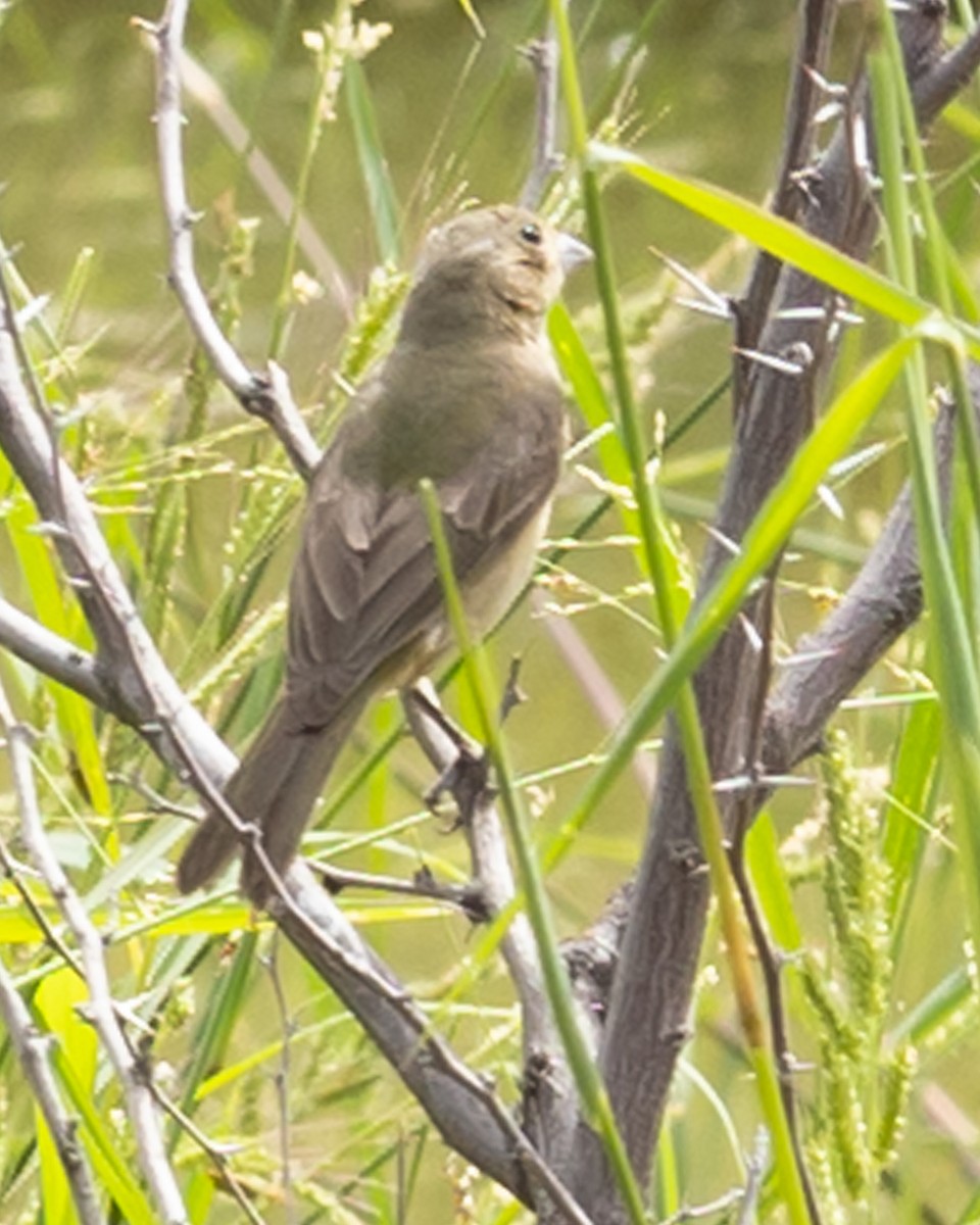 Painted Bunting - ML612247066