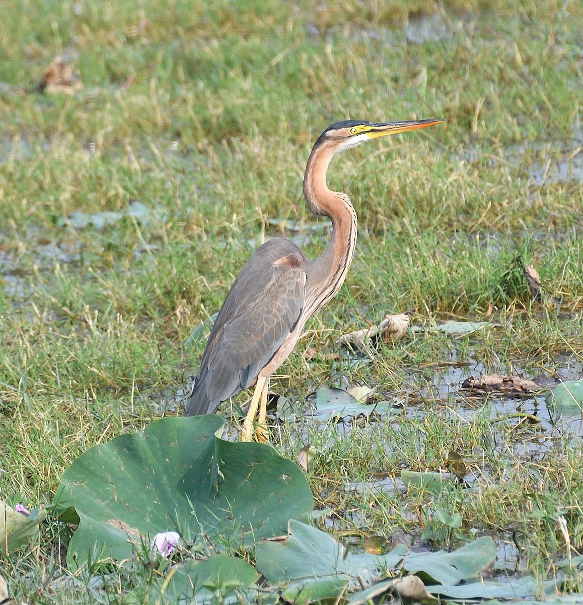 Gray/Purple Heron - ML612247076