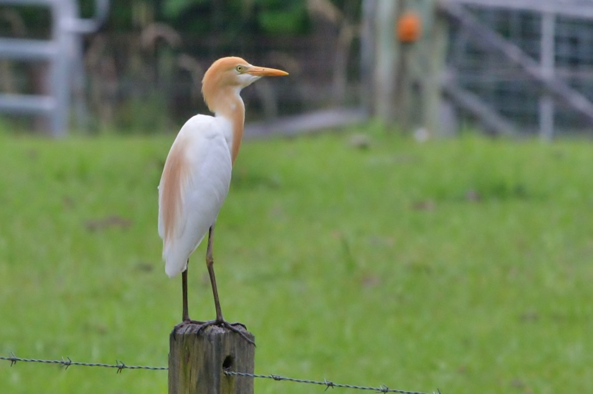 Eastern Cattle Egret - ML612247125