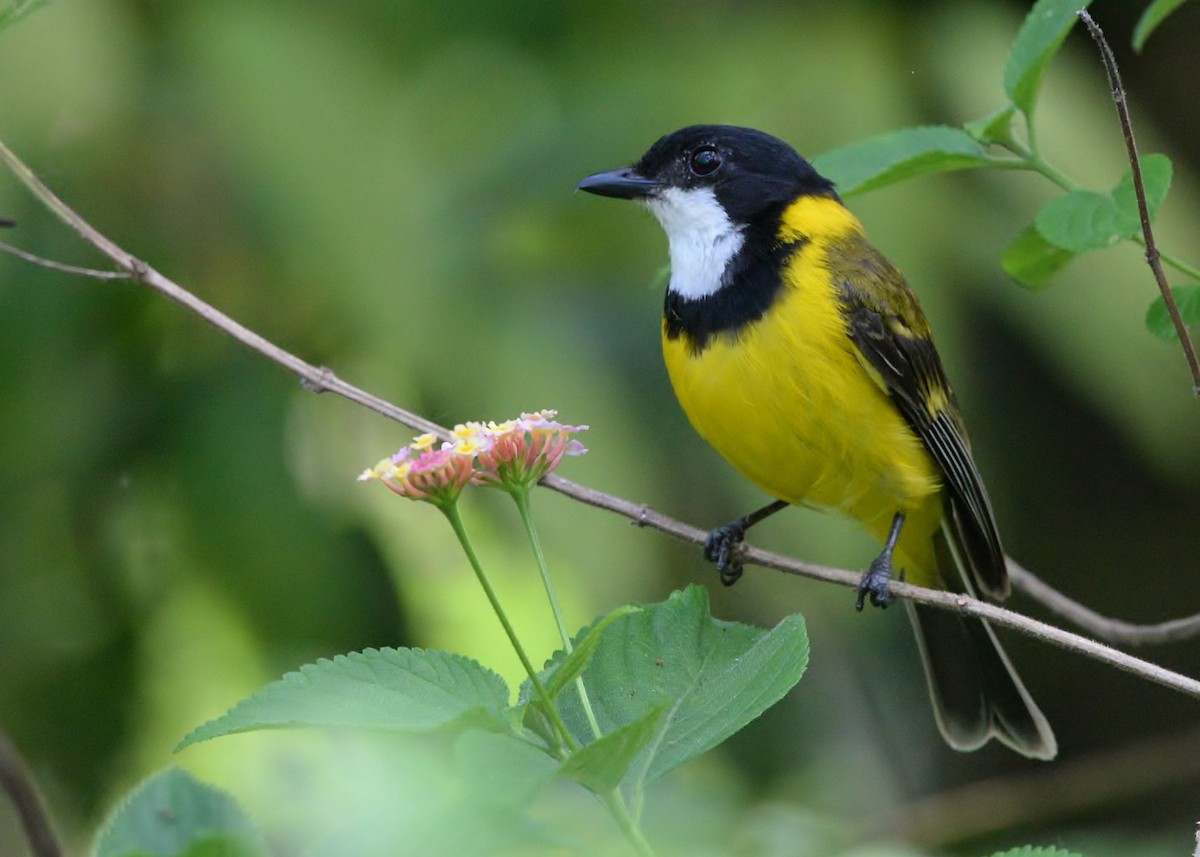 Golden Whistler - ML612247128