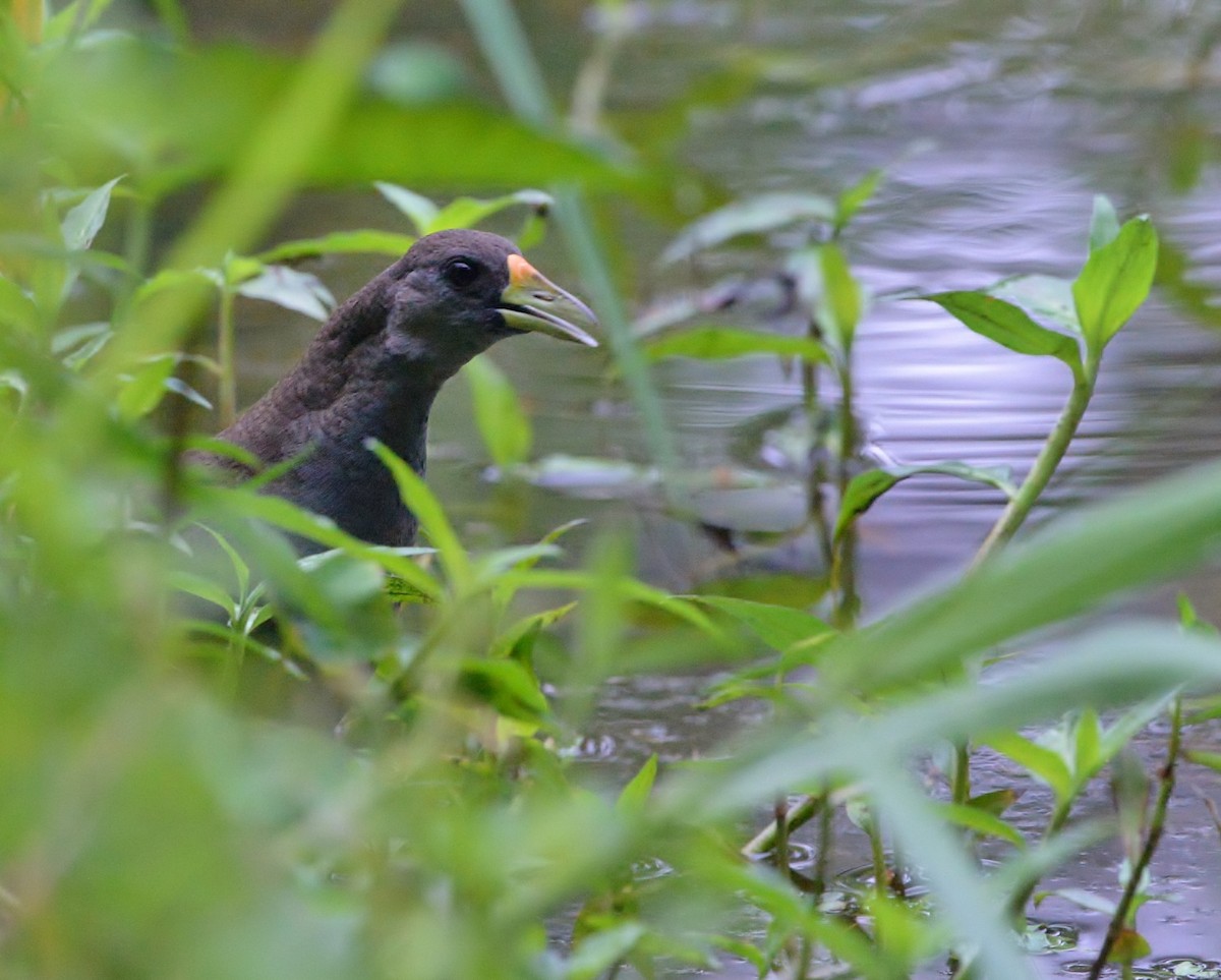 Pale-vented Bush-hen - ML612247132