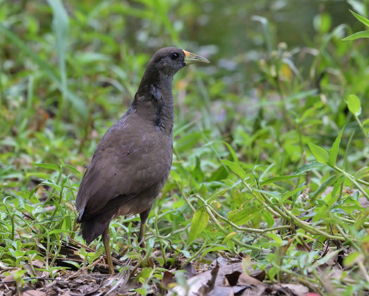 Pale-vented Bush-hen - ML612247136