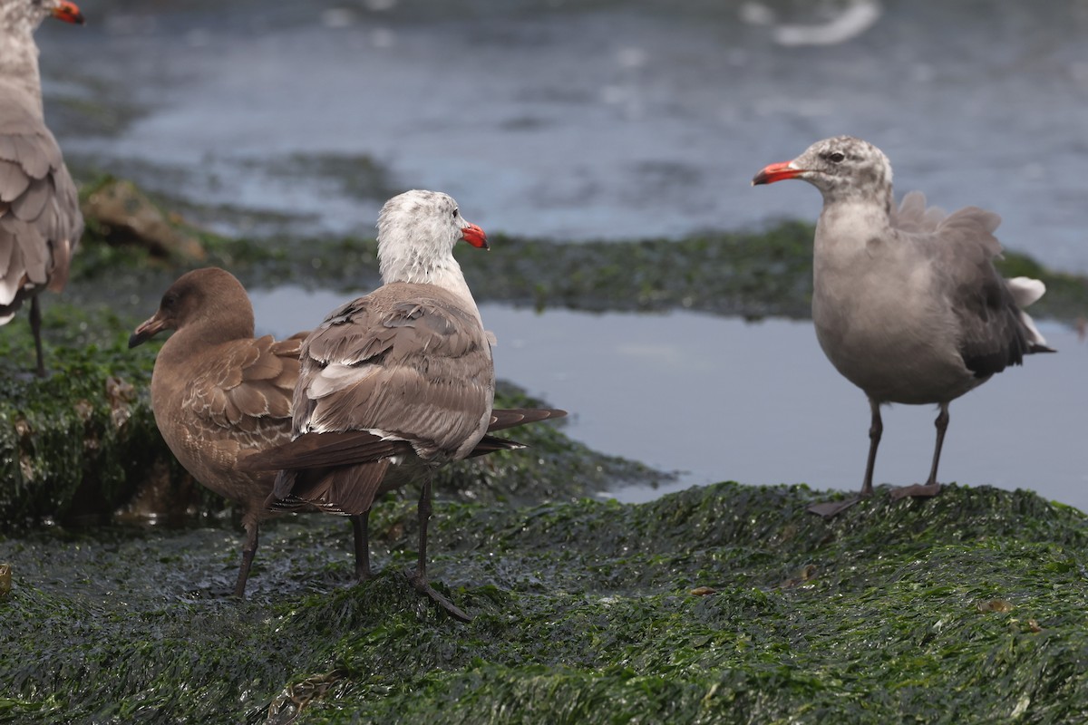 Heermann's Gull - Michael Gallo