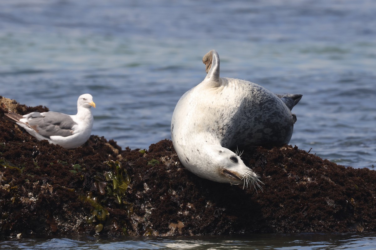 Western Gull - Michael Gallo