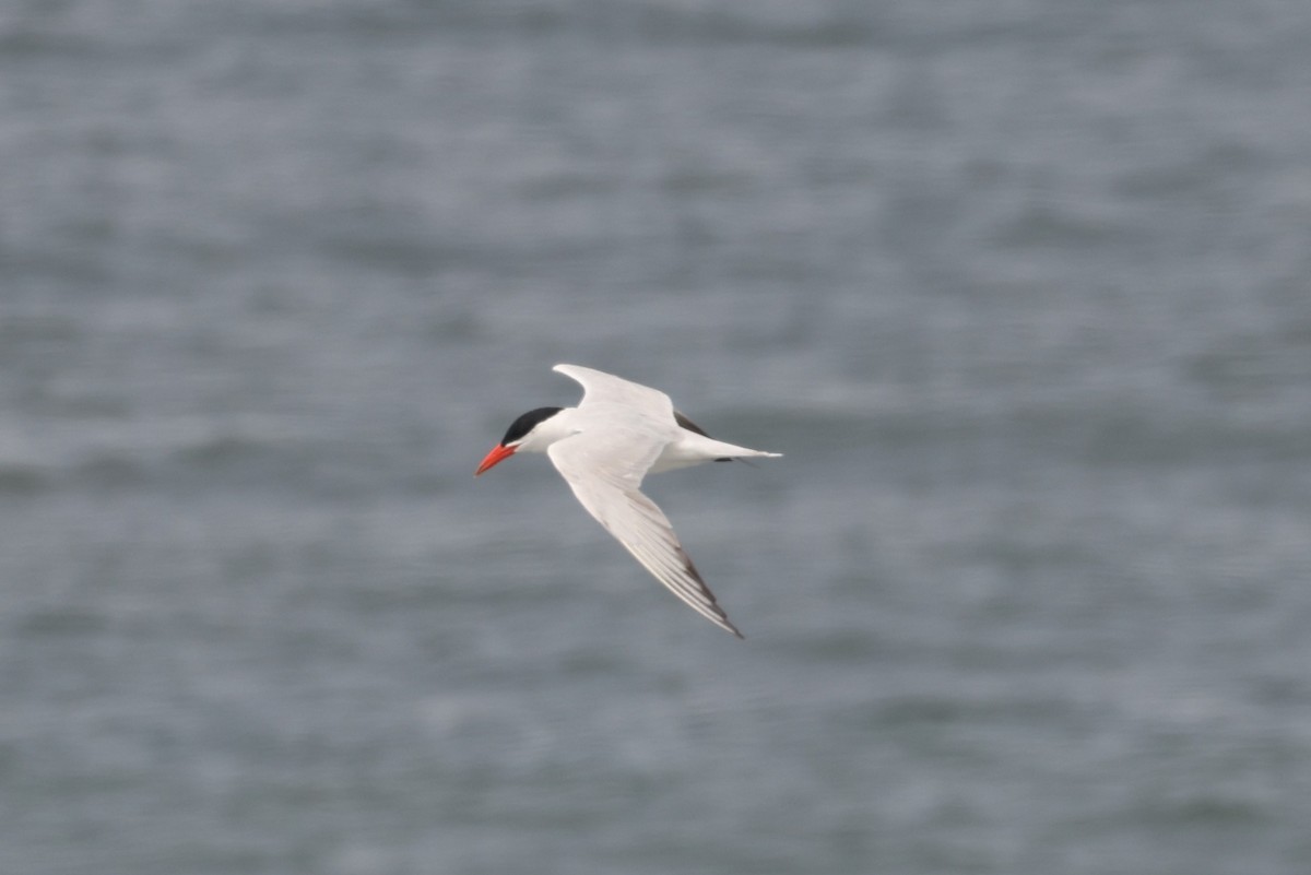 Caspian Tern - ML612247192