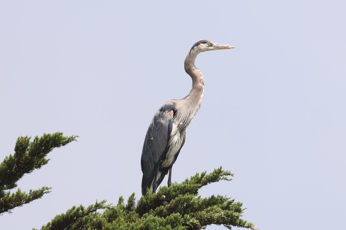 Great Blue Heron - ML612247203